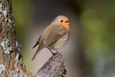 Pettirosso	           (European   Robin)