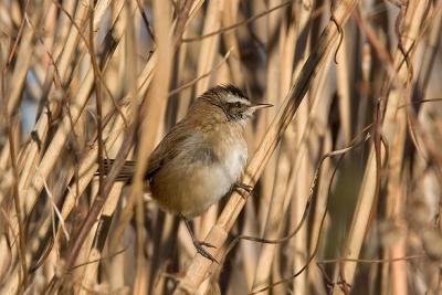 Forapaglie castagnolo	(Moustached Warbler	)