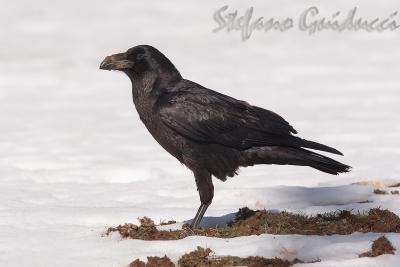 Corvo imperiale	(Common Raven)