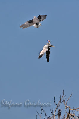 	Nibbio bianco	Black-winged Kite