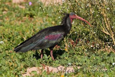 Ibis Eremita