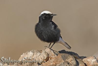 Monachella testabianca	(White-crowned Black Wheatear)