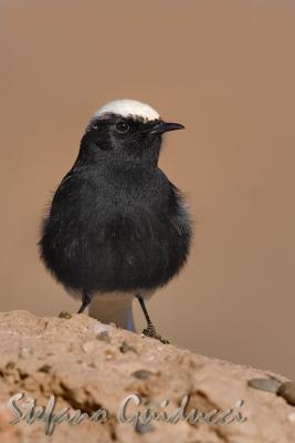 Monachella  Testabianca