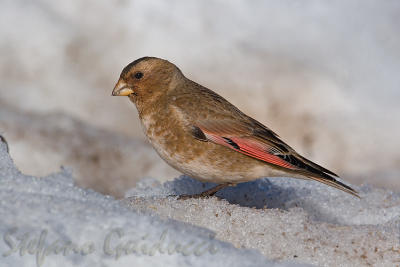 Fringuello alicremisi	(Crimson-winged Finch)