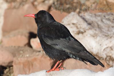 	Gracchio corallino	(Red-billed Chough)