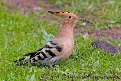 	Upupa	(Hoopoe)