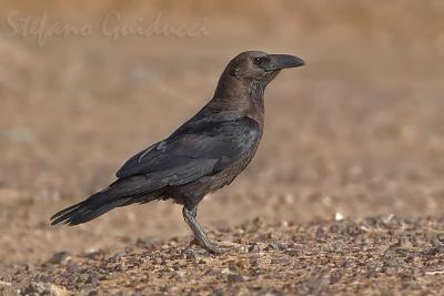 Corvo Collobruno  (Corvus ruficollis) - Brown-necked Raven