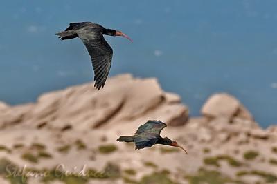 Ibis Eremita