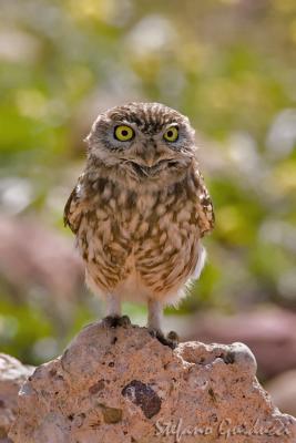 	Civetta	(Little Owl)
