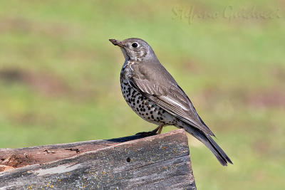 Tordela	 (Mistle Thrush)