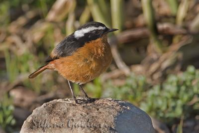 	Codirosso algerino	(Moussier's Redstart)