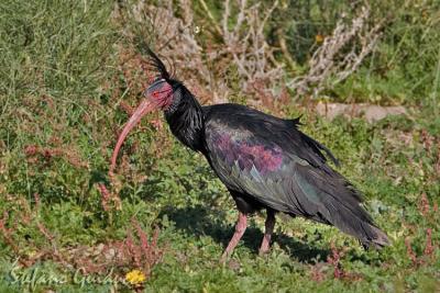 Ibis Eremita