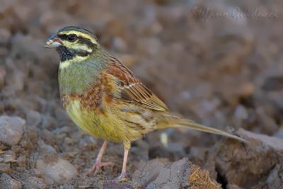 	Zigolo nero	(Cirl Bunting)