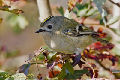 Regolo	(Goldcrest)