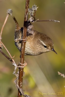 Scricciolo (Wren)