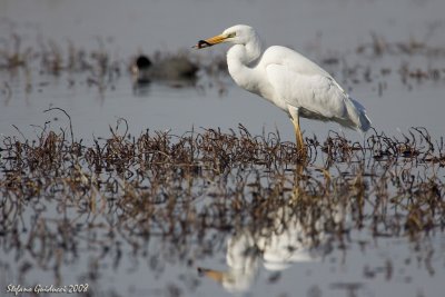 Airone bianco maggiore (Great egret)