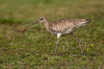 Chiurlo maggiore con grillotalpa ( Eurasian Curlew )