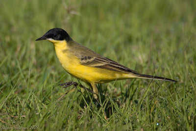 Cutrettola ssp.Feldegg  ( Yellow wagtail )