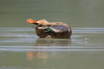 Mestolone  femmina  ( Shoveler )