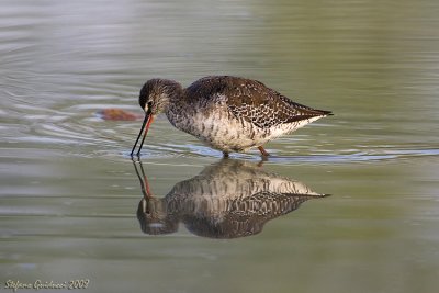 Totano Moro ( Spotted Redshank )