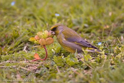 Verdone ( Greenfinch )