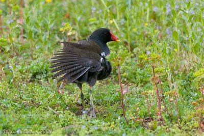 Gallinella d'acqua ( Moorhen )