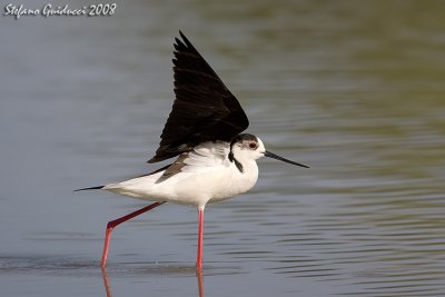 Cavaliere d'Italia ( Black-Winged Stilt )