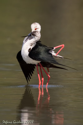 Cavaliere d'Italia ( Black-Winged Stilt )