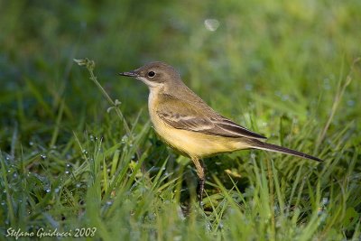 Cutrettola ssp. Cinereocapilla ( Yellow wagtail )