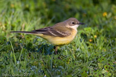 Cutrettola ssp. Cinereocapilla ( Yellow wagtail )