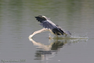Airone Cenerino ( Grey Heron )