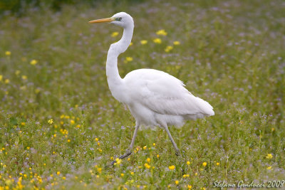 Airone bianco maggiore ( Great egret )