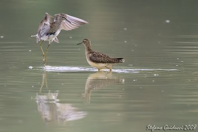 Piro piro boschereccio ( Wood sandpiper)