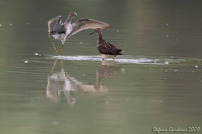 Piro piro boschereccio ( Wood sandpiper)