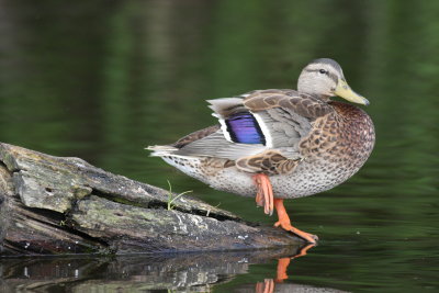 Canard colvert/Mallard