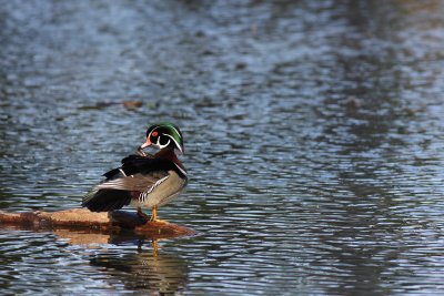 Canard branchu/Wood duck
