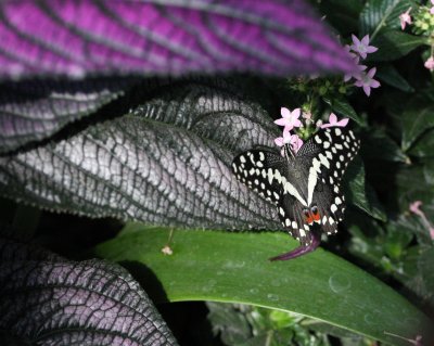 IMG_7665_1.JPG