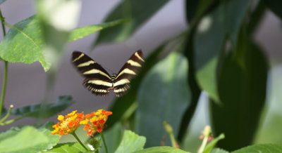 Papillons au Jardin Botanique. Butterfly