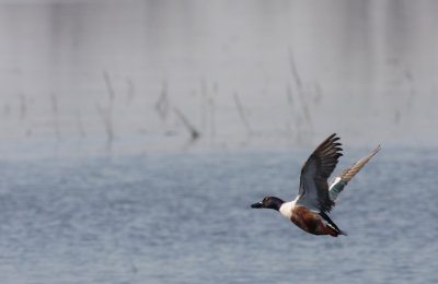 Canard souchet/Northern Shoveler