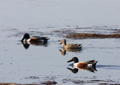 Canard souchet/Northern Shoveler