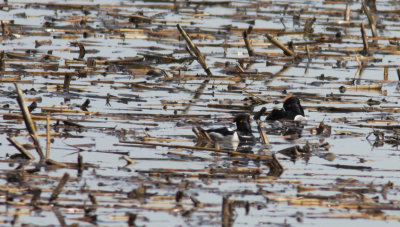 Fuligule  collier/Ring-neckedDuck
