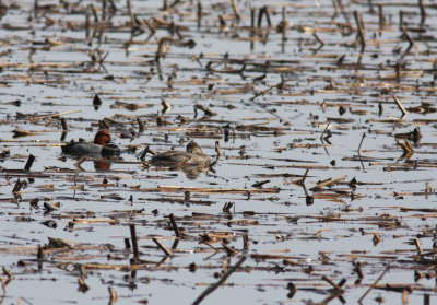 Fuligule  tte rouge/Redhead