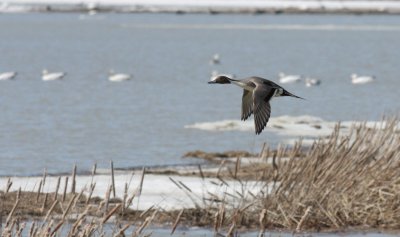 Canard pilet/Northern Pintail