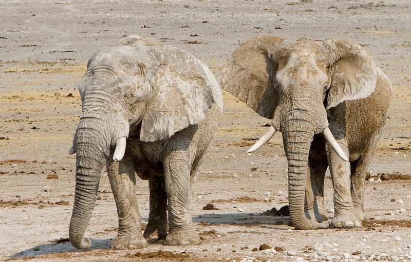Desert Elephants, Namib desert.