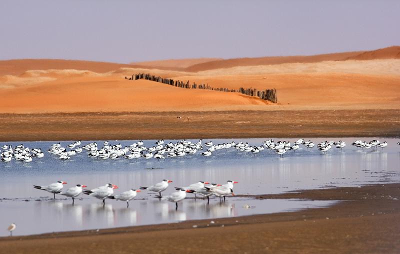 Avocets and Caspian Terns