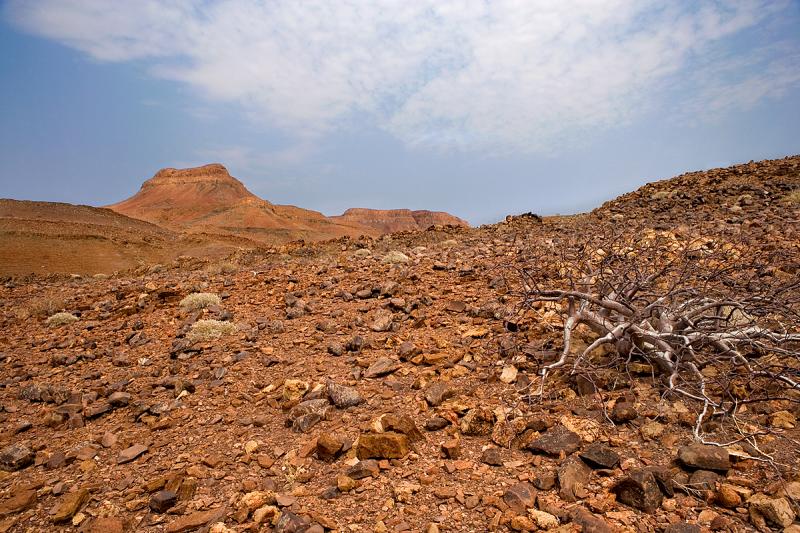 Commiphora Caxicola - Namib Desert