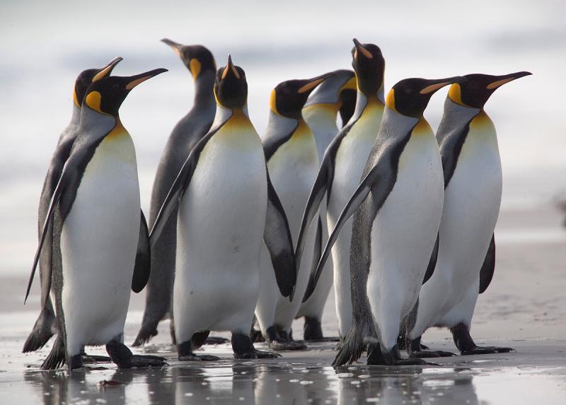 King Penguins