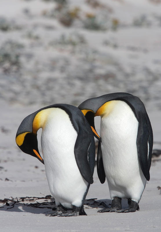 Grooming King Penguins