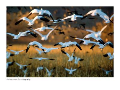 Snow Geese over corn field