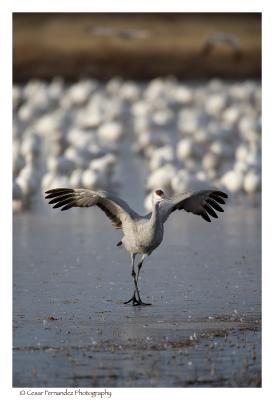 Sandhill-Crane.jpg